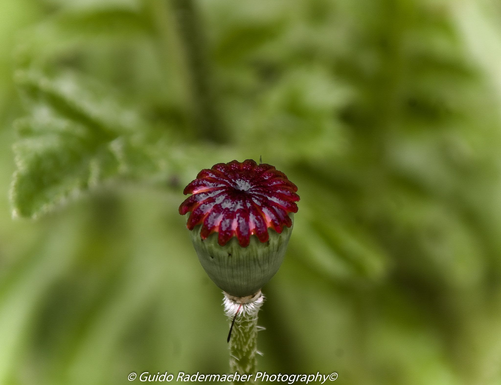 Tamron AF 28-300mm F3.5-6.3 XR Di LD Aspherical (IF) Macro sample photo. A little bit... photography