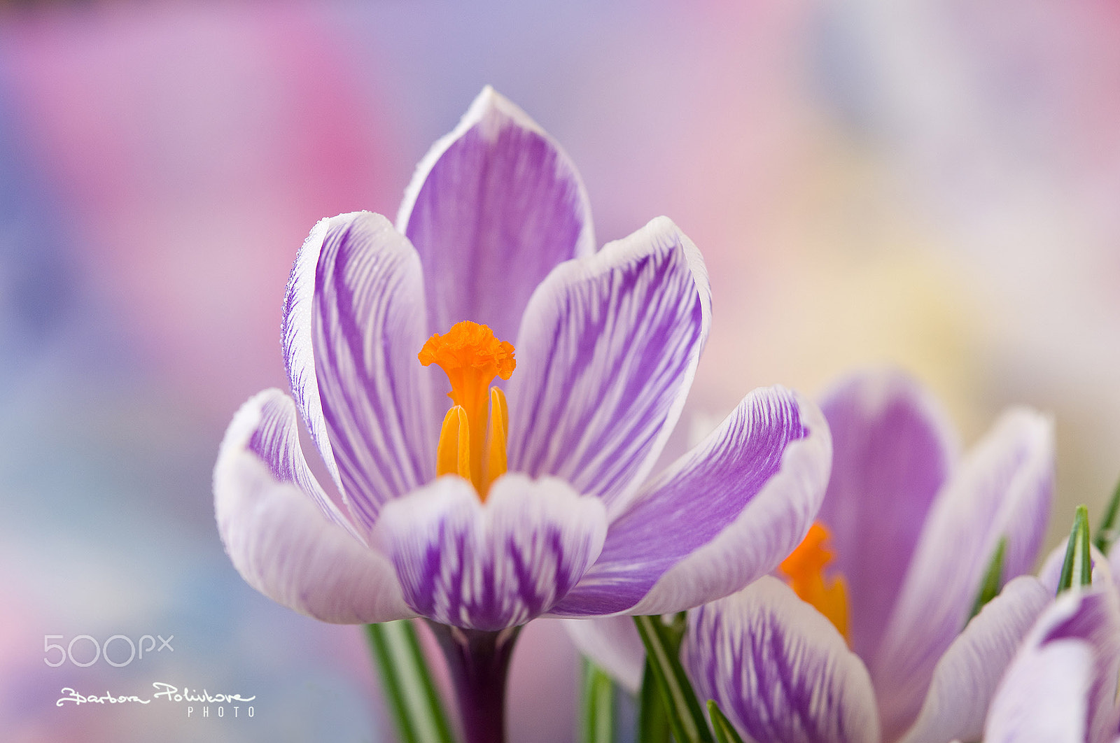 Nikon AF-S Micro-Nikkor 60mm F2.8G ED sample photo. Good morning sunshine photography