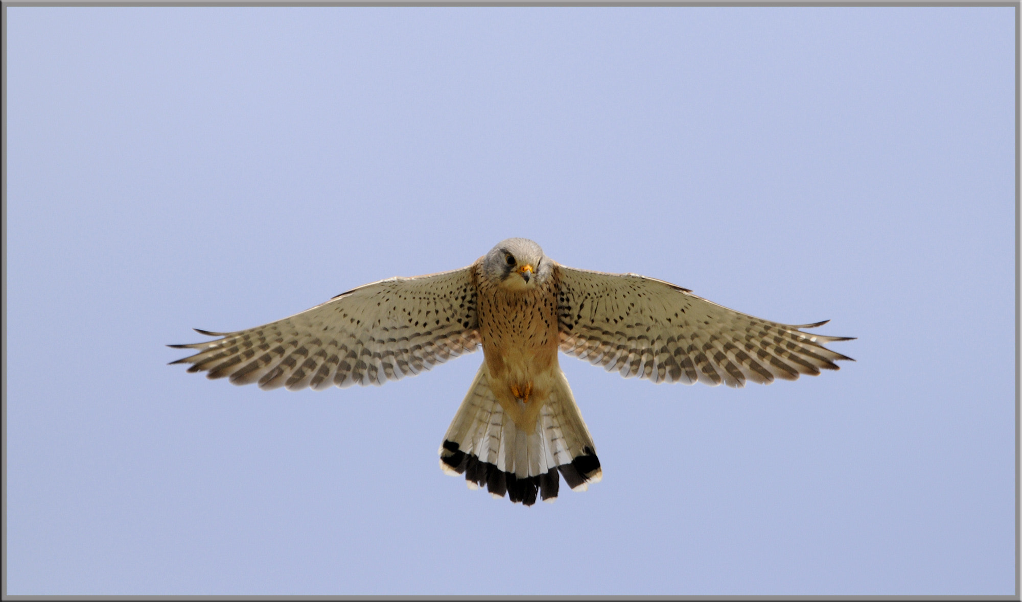 Nikon AF-S Nikkor 400mm F2.8G ED VR II sample photo. Female kestrel photography