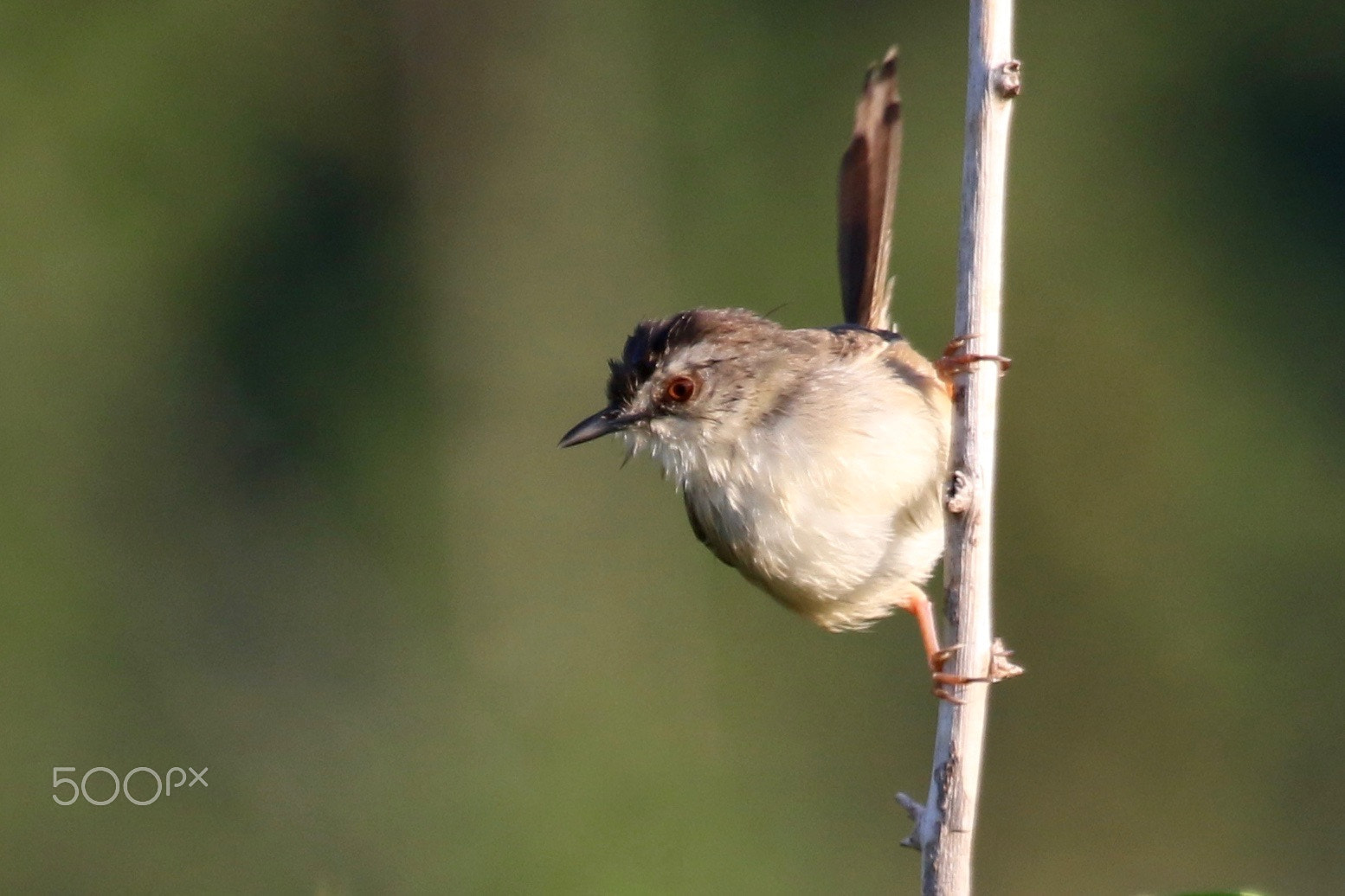 Canon EF 100-400mm F4.5-5.6L IS USM sample photo. Tawny-flanked prinia photography