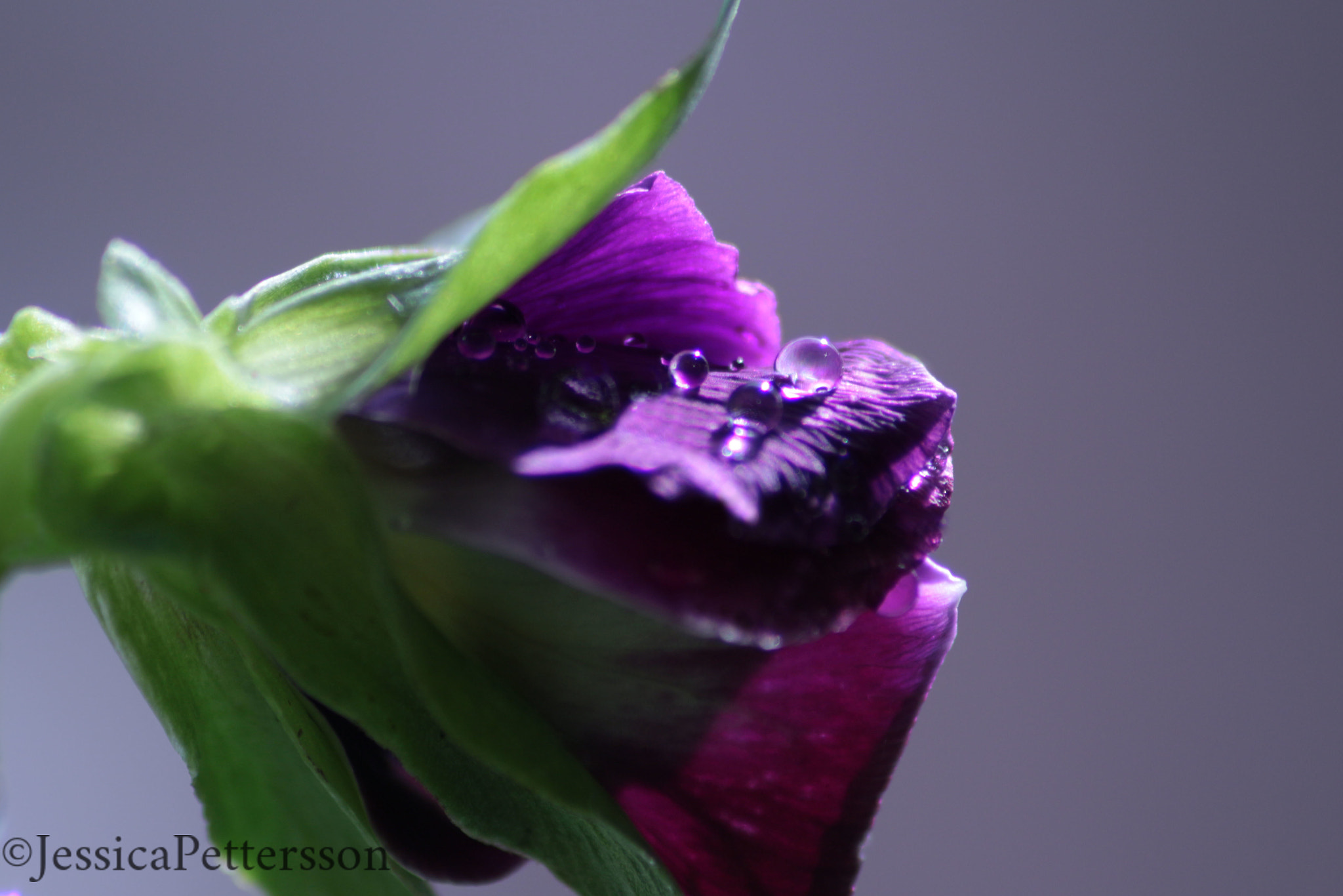 Sigma 70-300mm F4-5.6 APO DG Macro sample photo. Purple raindrops photography