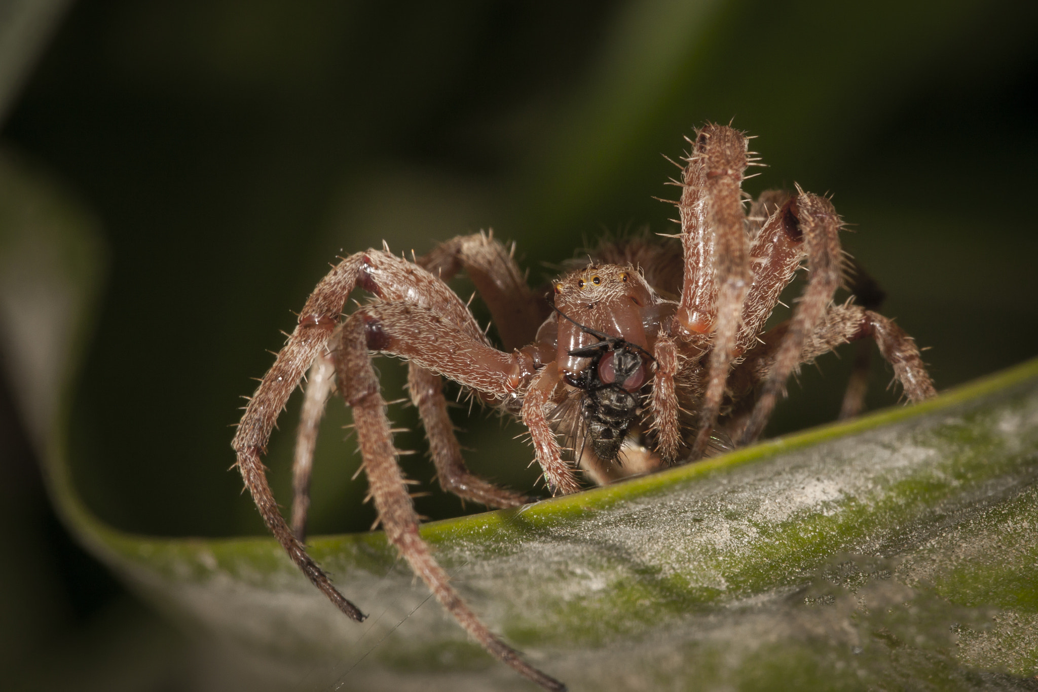 Canon EF 180mm F3.5L Macro USM sample photo. Prey between fangs photography