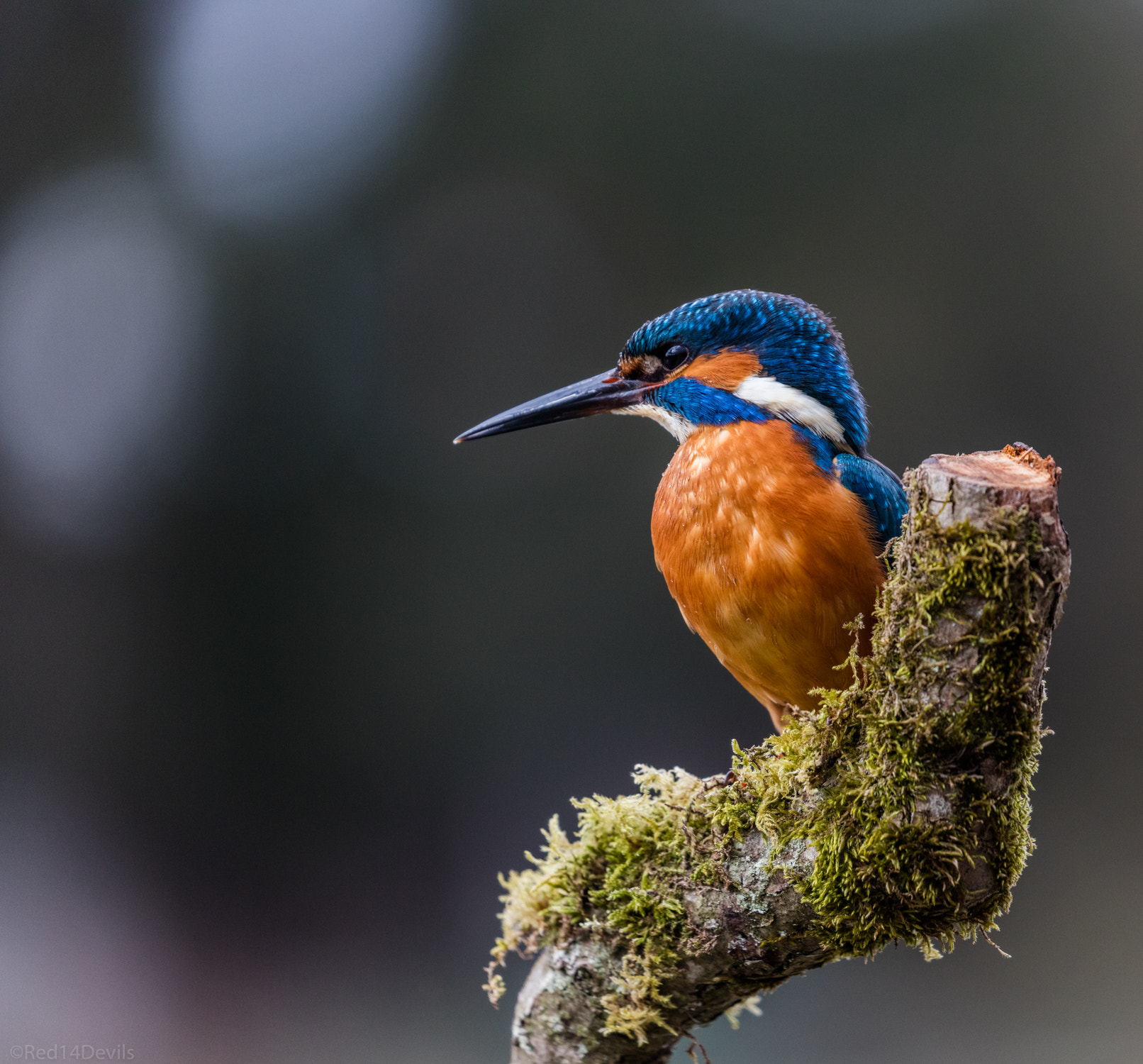Canon EOS 5DS + Canon EF 100-400mm F4.5-5.6L IS II USM sample photo. Kingfisher photography