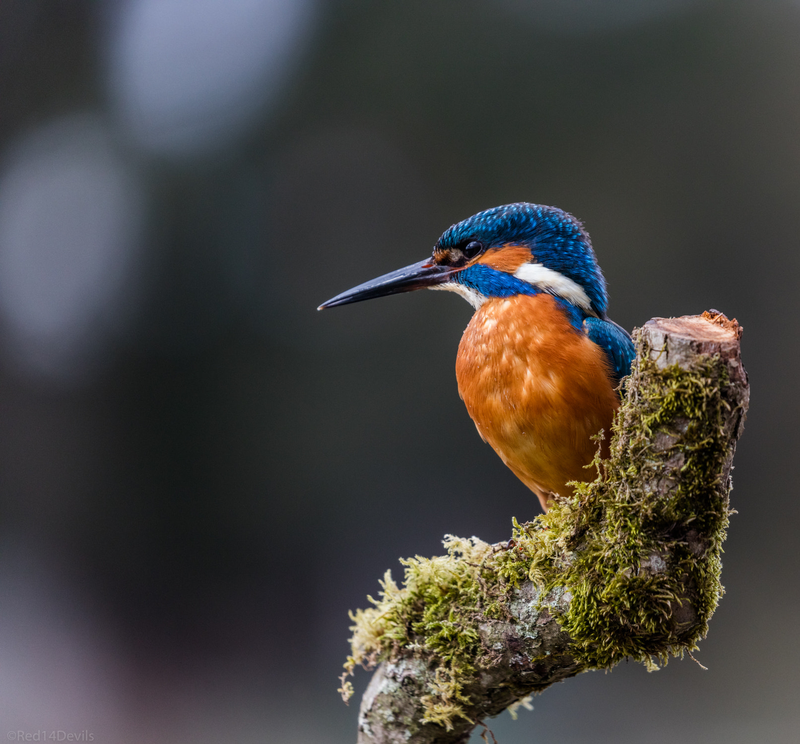 Canon EF 100-400mm F4.5-5.6L IS II USM sample photo. Kingfisher photography