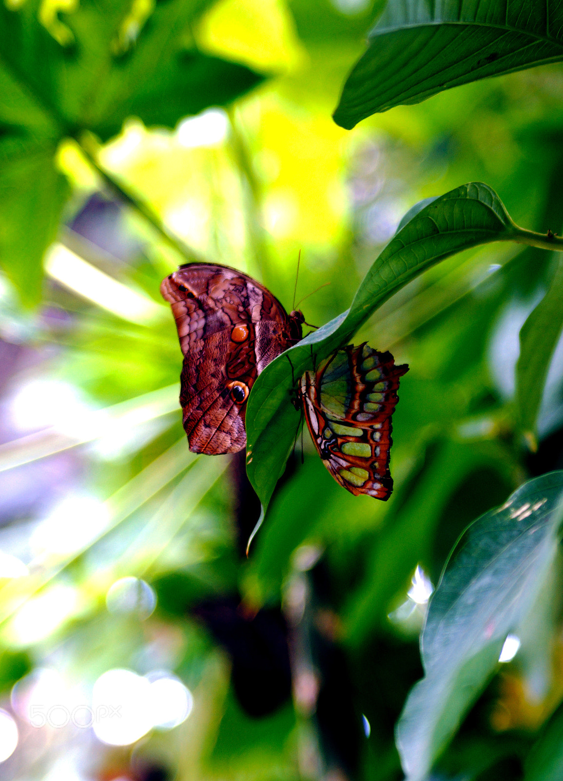 Sony SLT-A77 sample photo. 2 photography