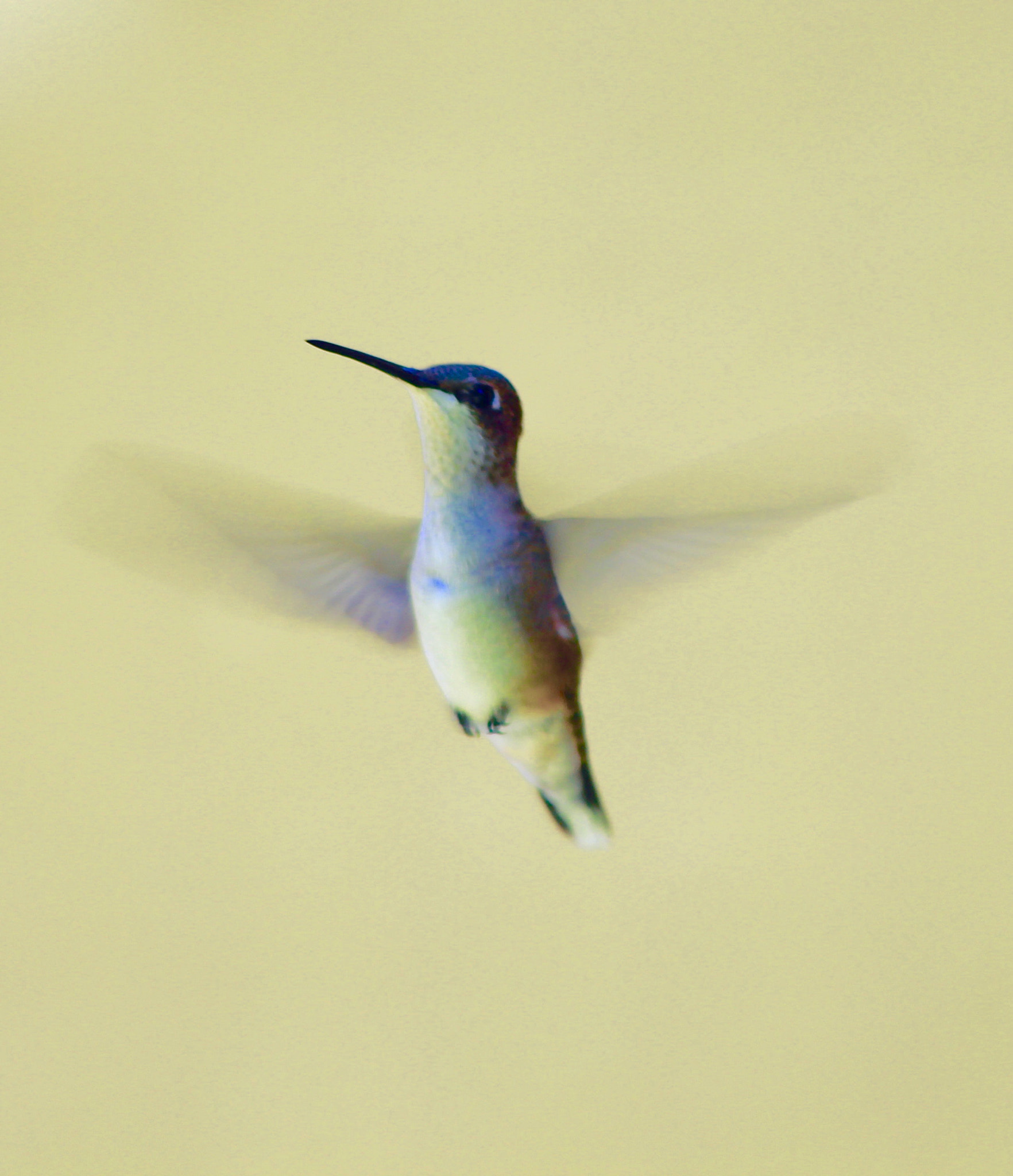 Canon EF 70-300mm F4-5.6 IS USM sample photo. Humming bird photography