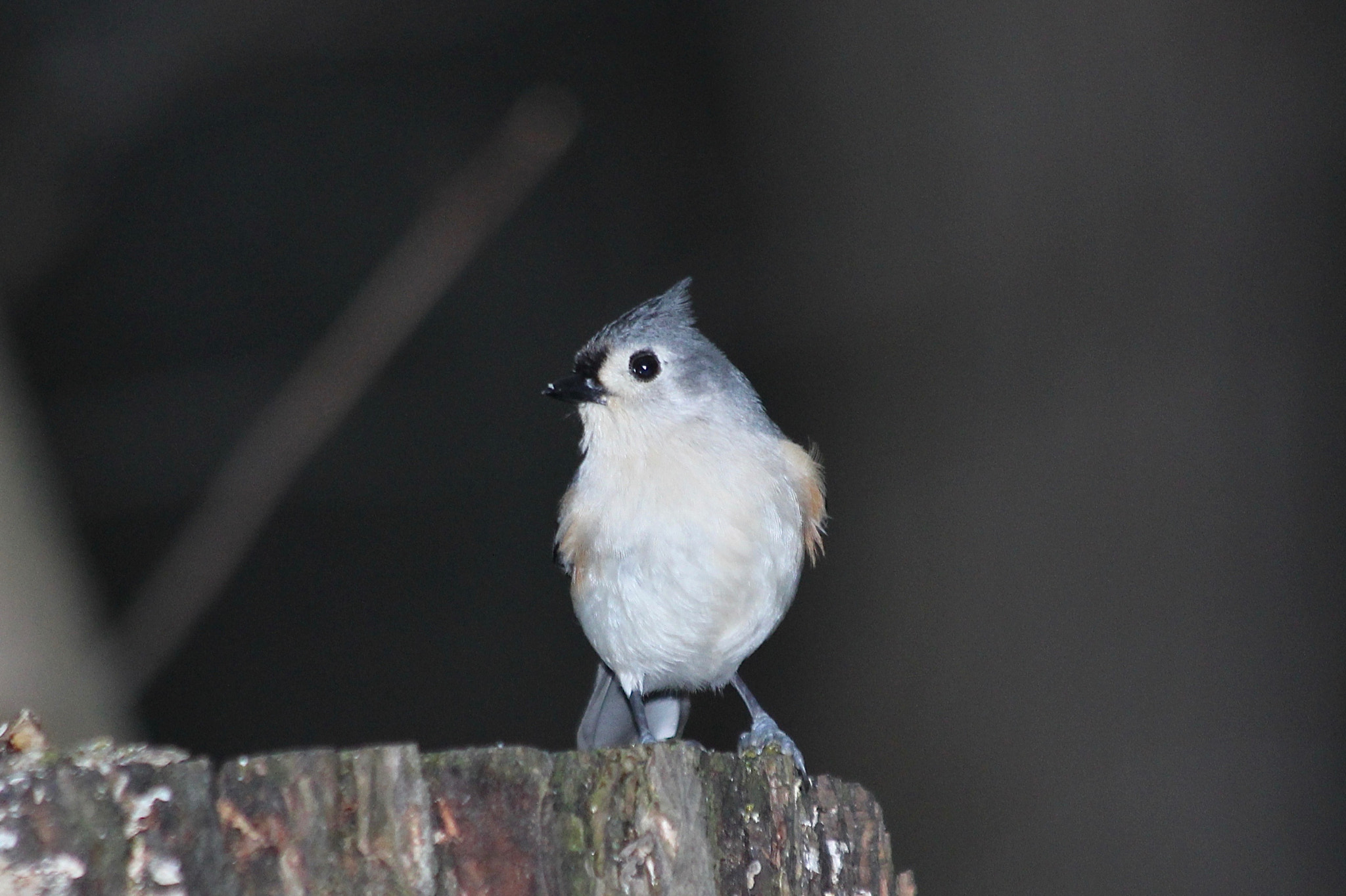 Canon EF 70-300mm F4-5.6 IS USM sample photo. Tufted titmouse photography