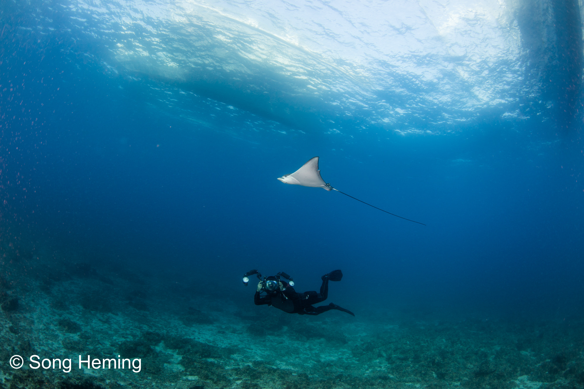 Canon EOS 5DS R + Canon EF 8-15mm F4L Fisheye USM sample photo. Underwater photographer with eagle ray photography