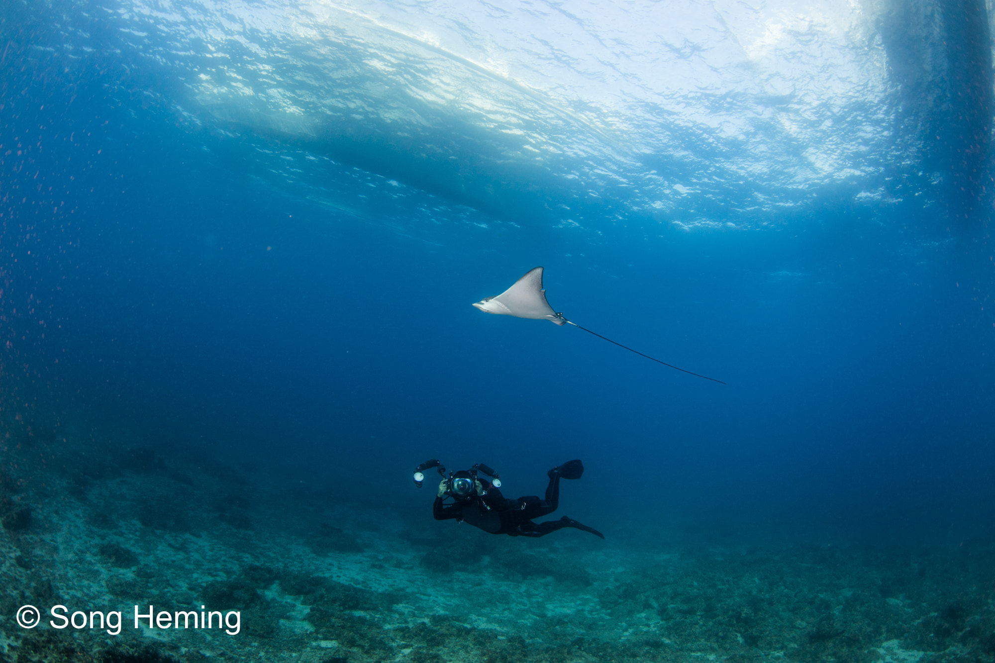 Canon EF 8-15mm F4L Fisheye USM sample photo. Underwater photographer with eagle ray photography