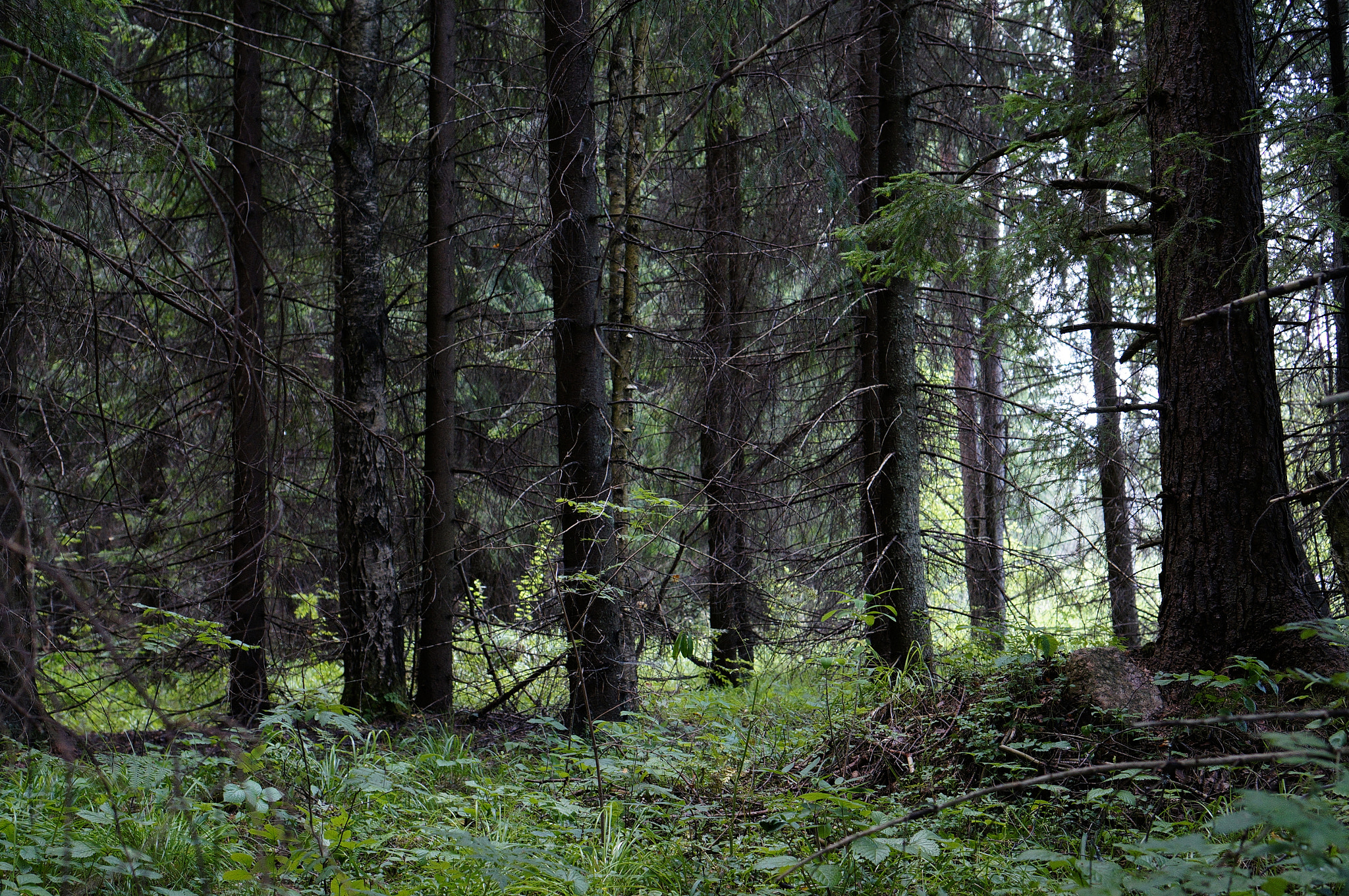 Sony Alpha NEX-5N + Sony E 35mm F1.8 OSS sample photo. Dark forest. photography