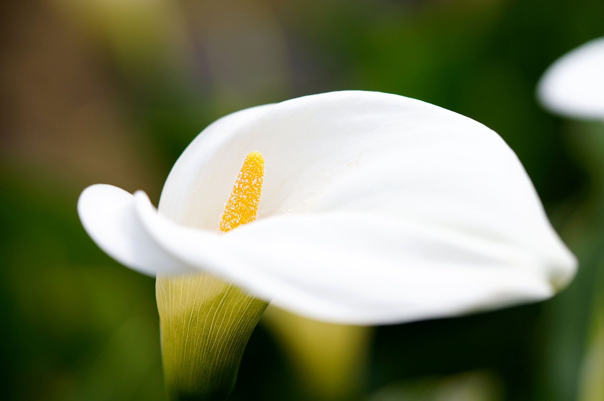 Sony Alpha NEX-6 + Sony FE 90mm F2.8 Macro G OSS sample photo. Calla lily photography