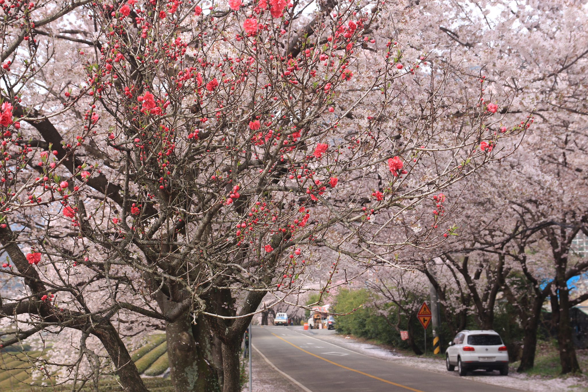 Canon EOS 650D (EOS Rebel T4i / EOS Kiss X6i) + Sigma 17-70mm F2.8-4 DC Macro OS HSM sample photo. Bloom photography