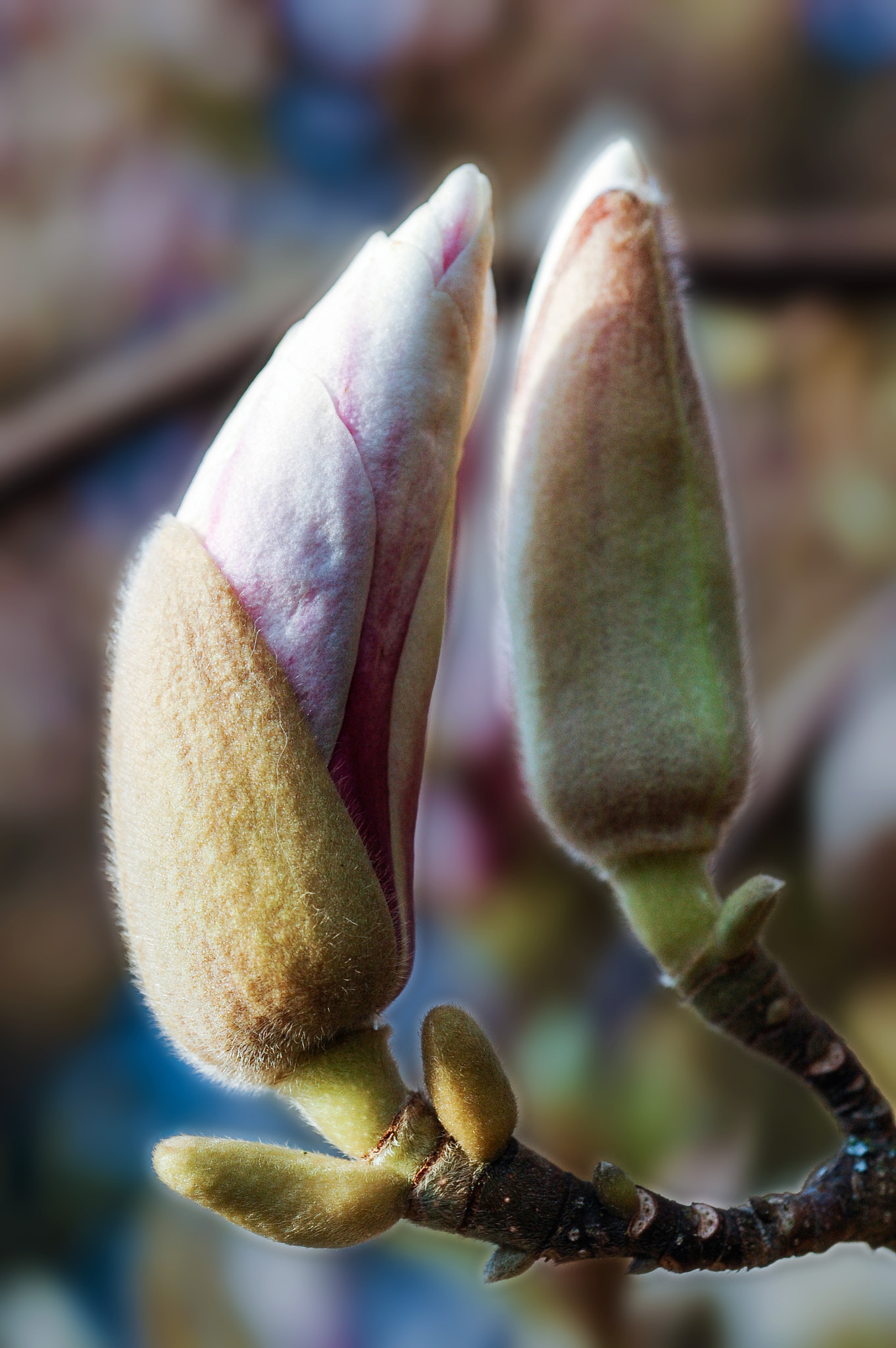 Nikon D40 + Nikon AF Micro-Nikkor 60mm F2.8D sample photo. Tulip tree ii photography