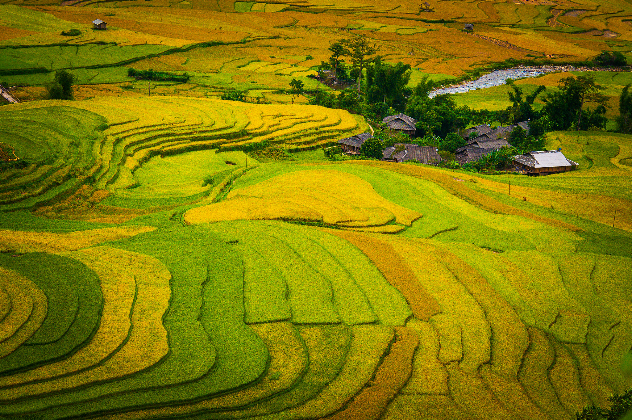 Nikon D300S + AF Nikkor 70-210mm f/4-5.6 sample photo. Field tu le - season golden photography