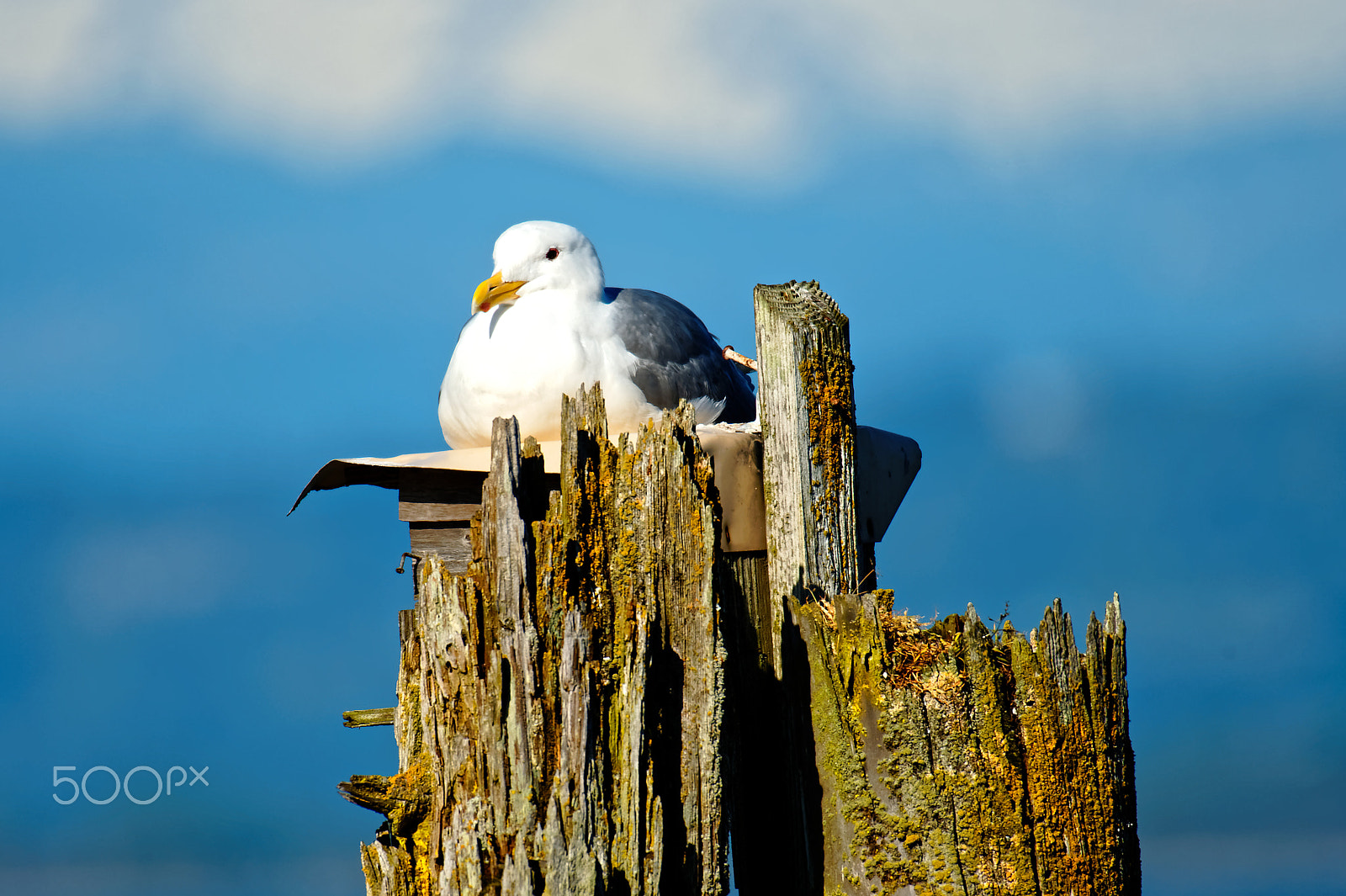 Nikon AF-S Nikkor 200-500mm F5.6E ED VR sample photo. Sea gull resting photography