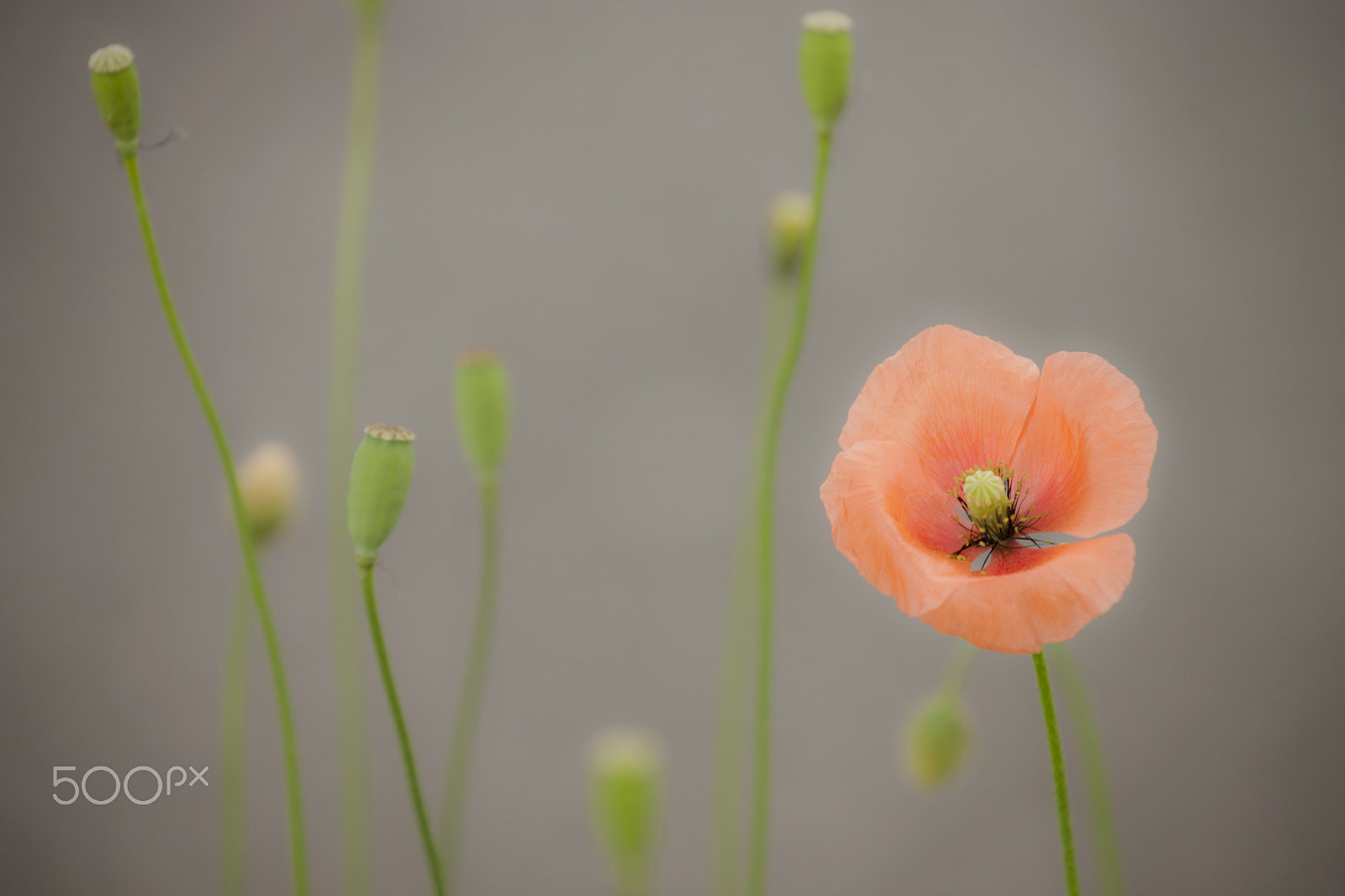 Canon EOS-1Ds Mark III sample photo. Poppy photography