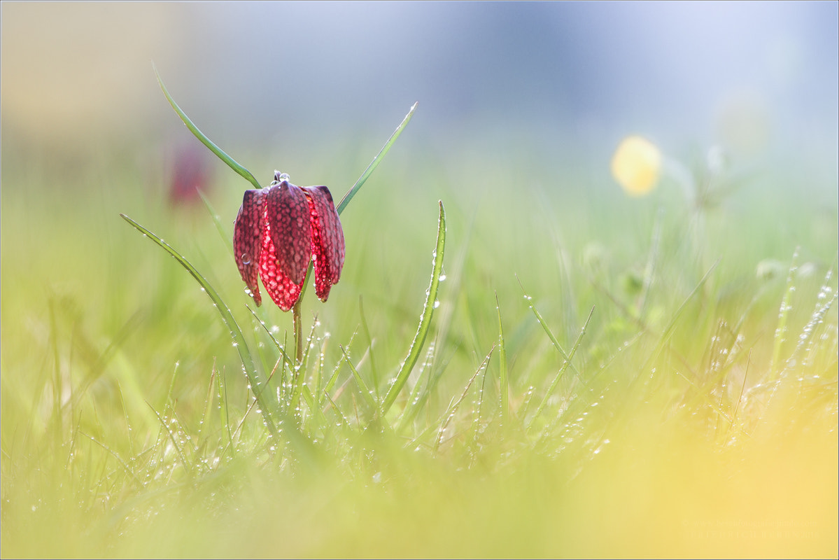 Sigma 50-500mm F4.5-6.3 DG OS HSM sample photo. Schachbrettblume photography