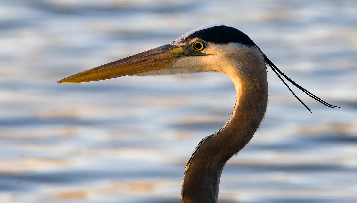Canon EF 300mm F2.8L IS USM sample photo. First light photography