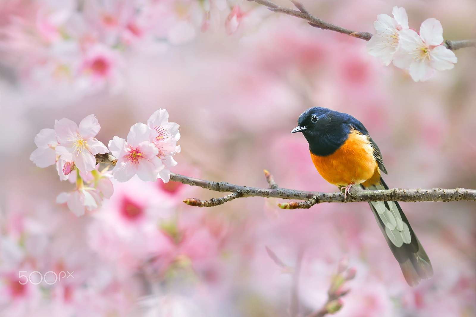 Canon EF 300mm F2.8L IS USM sample photo. Spring singer photography