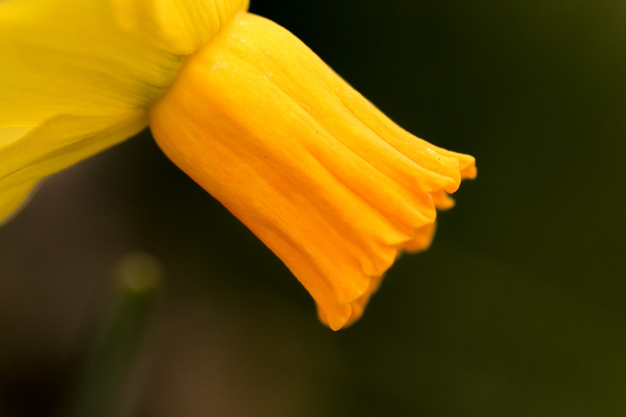 Sigma 105mm F2.8 EX DG Macro sample photo. Daffodil photography