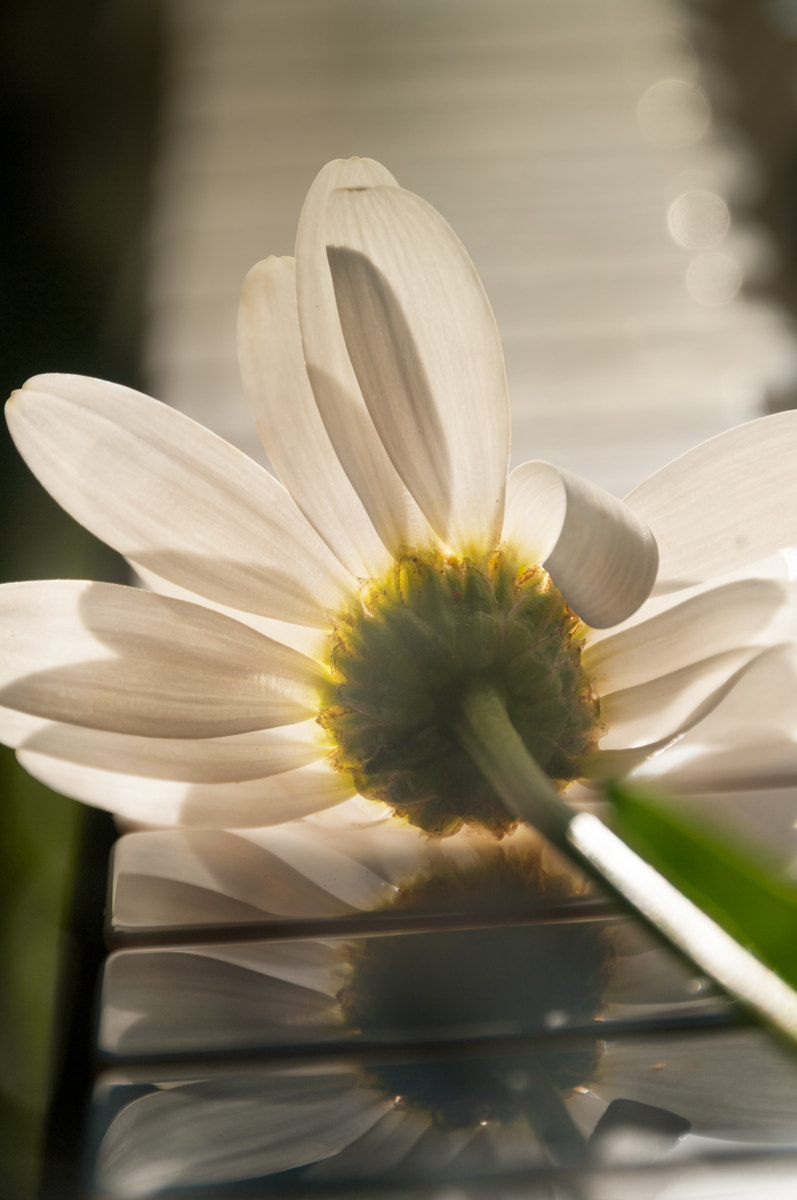 Pentax K-7 sample photo. * photography