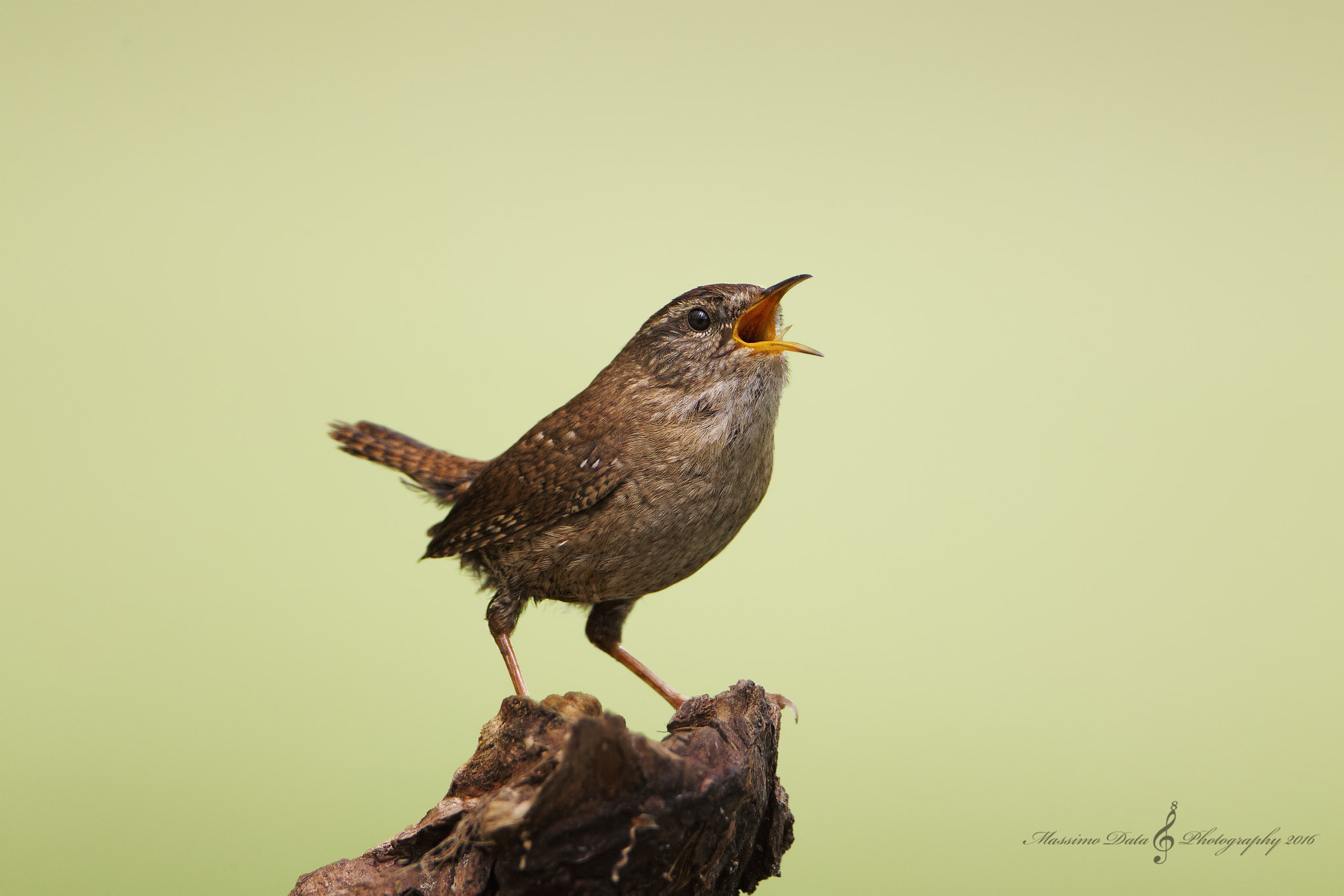 Canon EOS-1D Mark IV + Canon EF 500mm F4L IS USM sample photo. Pavarotti!! photography