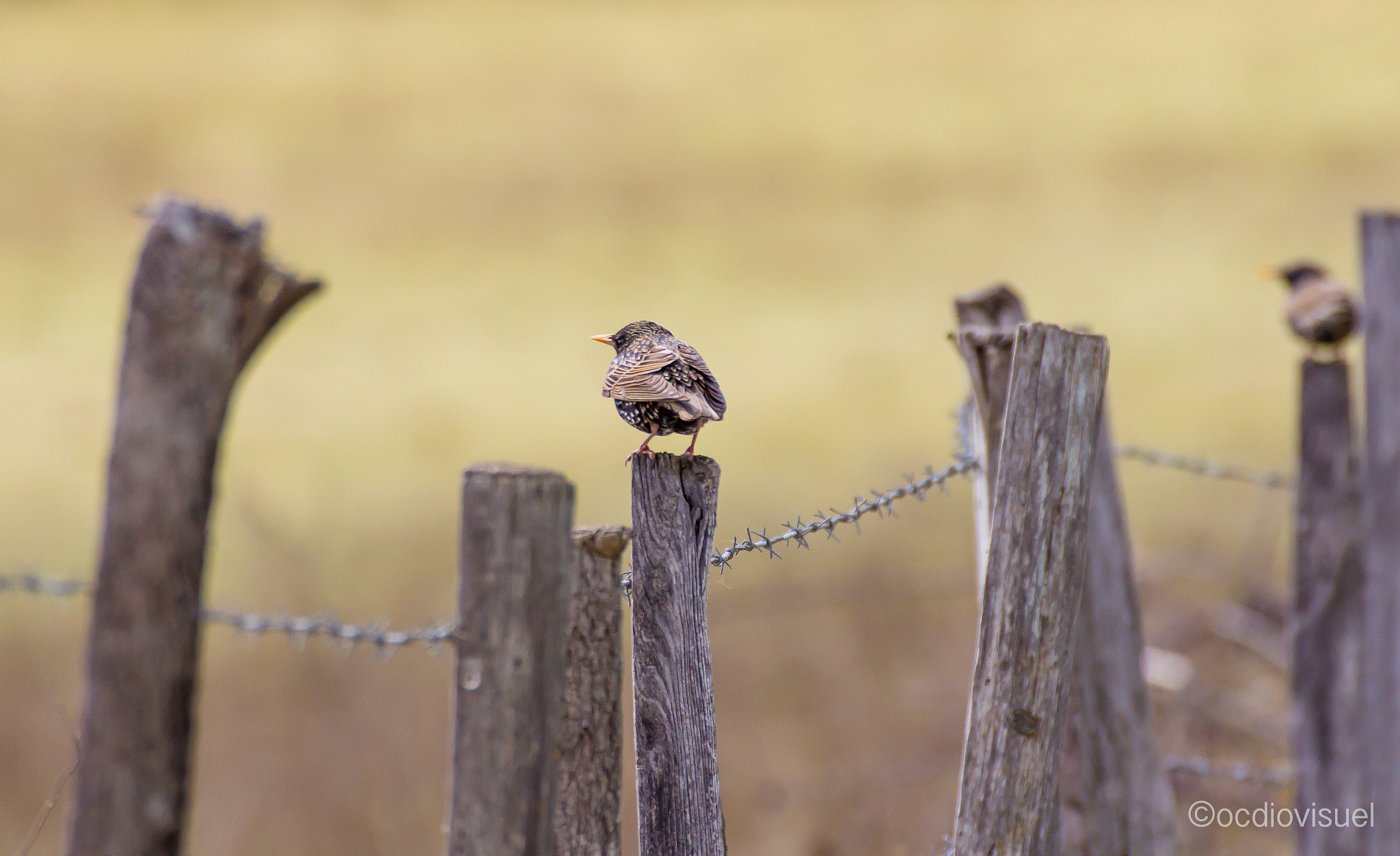 Canon EF 100-400mm F4.5-5.6L IS USM sample photo. Estornet photography
