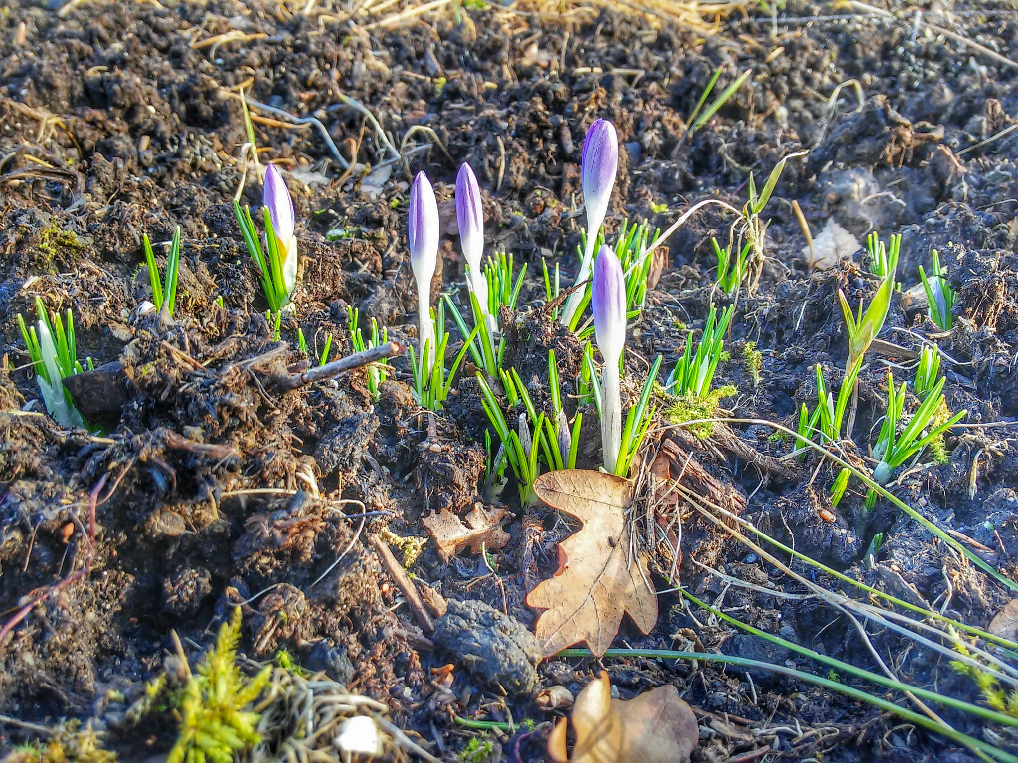 LG D620R sample photo. Flowers photography