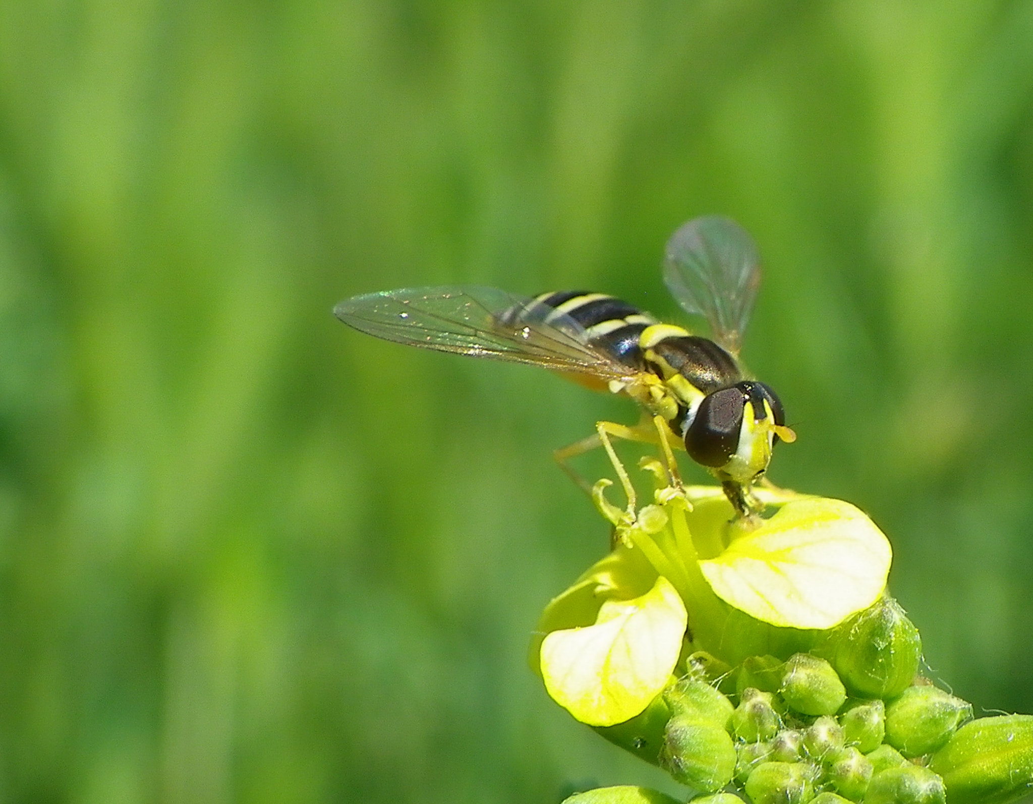 Pentax X90 sample photo. Bumble bee photography