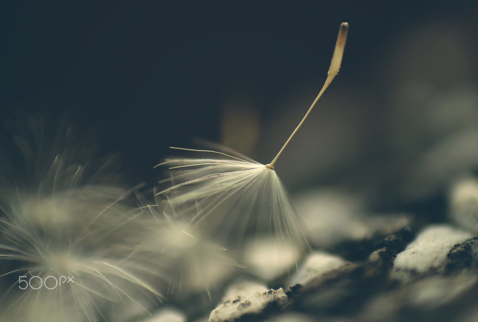Canon EOS 600D (Rebel EOS T3i / EOS Kiss X5) sample photo. Dandelion seed photography