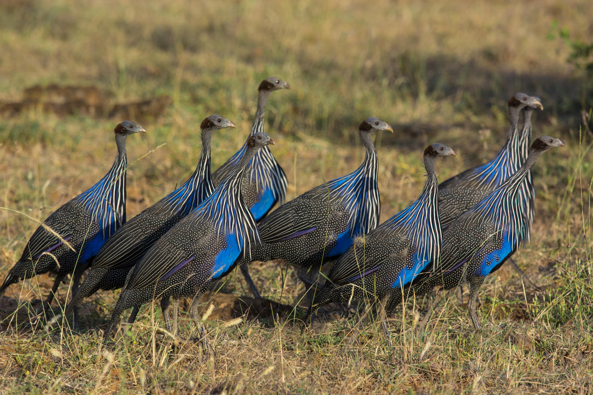 Nikon Nikkor AF-S 300mm F4E PF ED VR sample photo. Vulturine guineafowl photography