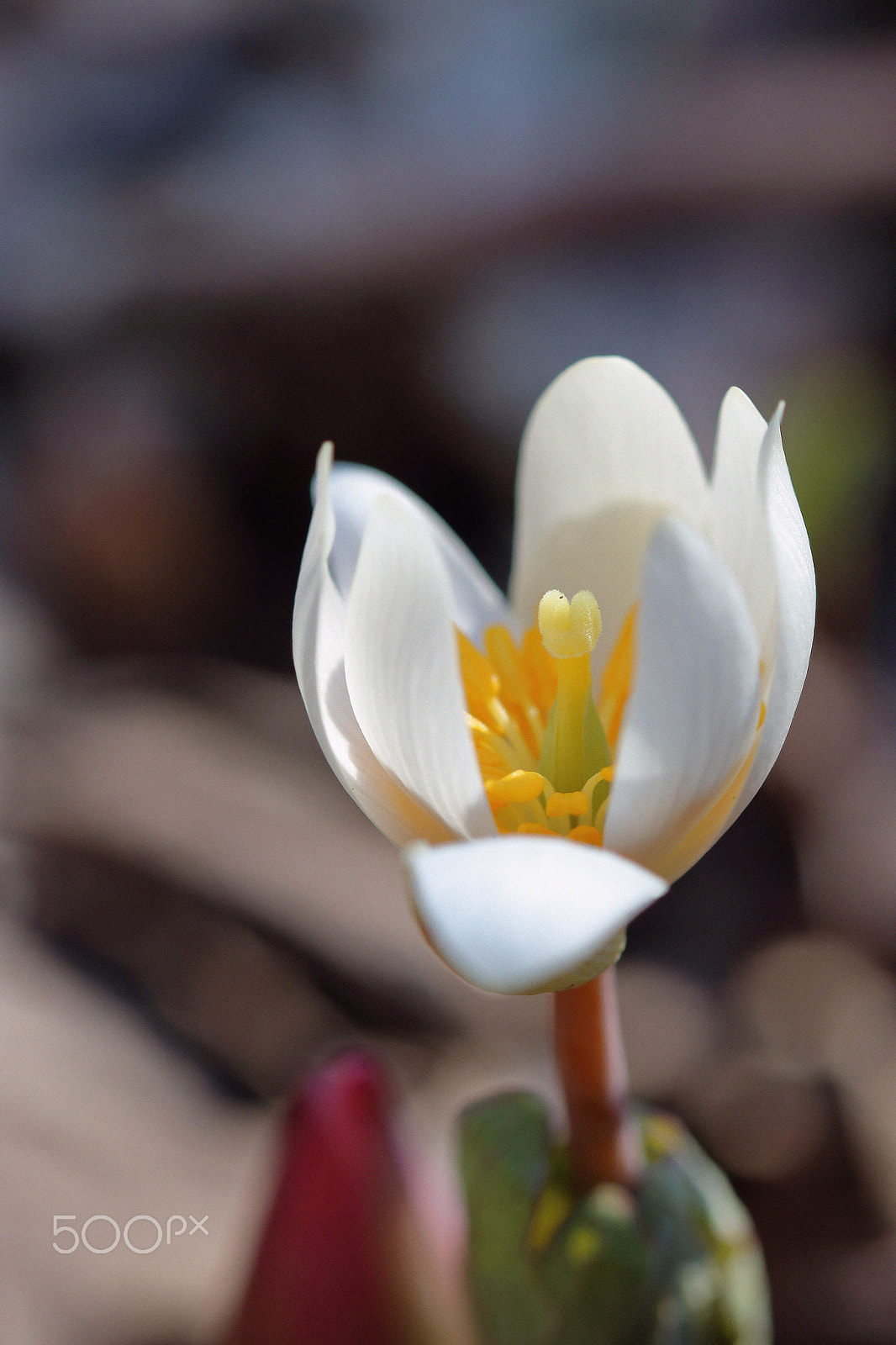Canon EOS 760D (EOS Rebel T6s / EOS 8000D) sample photo. A little peek photography