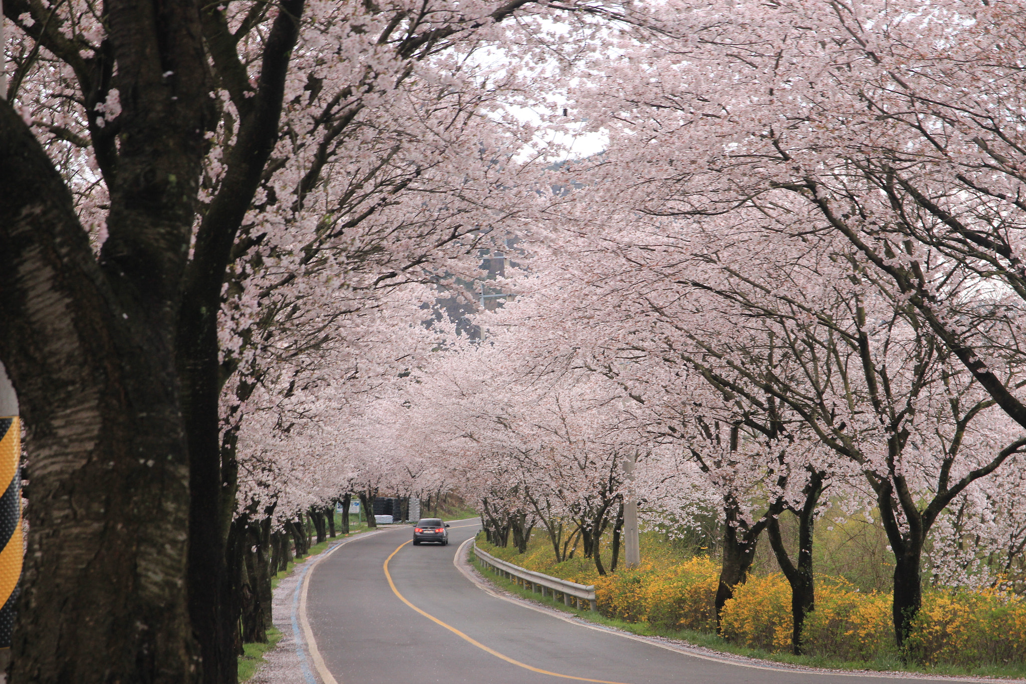 Canon EOS 650D (EOS Rebel T4i / EOS Kiss X6i) + Sigma 17-70mm F2.8-4 DC Macro OS HSM sample photo. Cherry blossoms photography