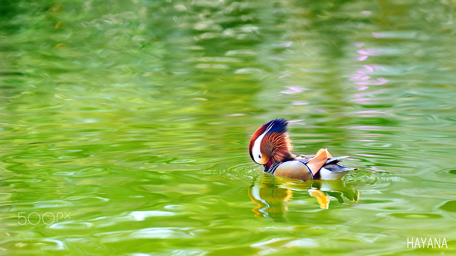 Nikon D4S sample photo. Spring photography