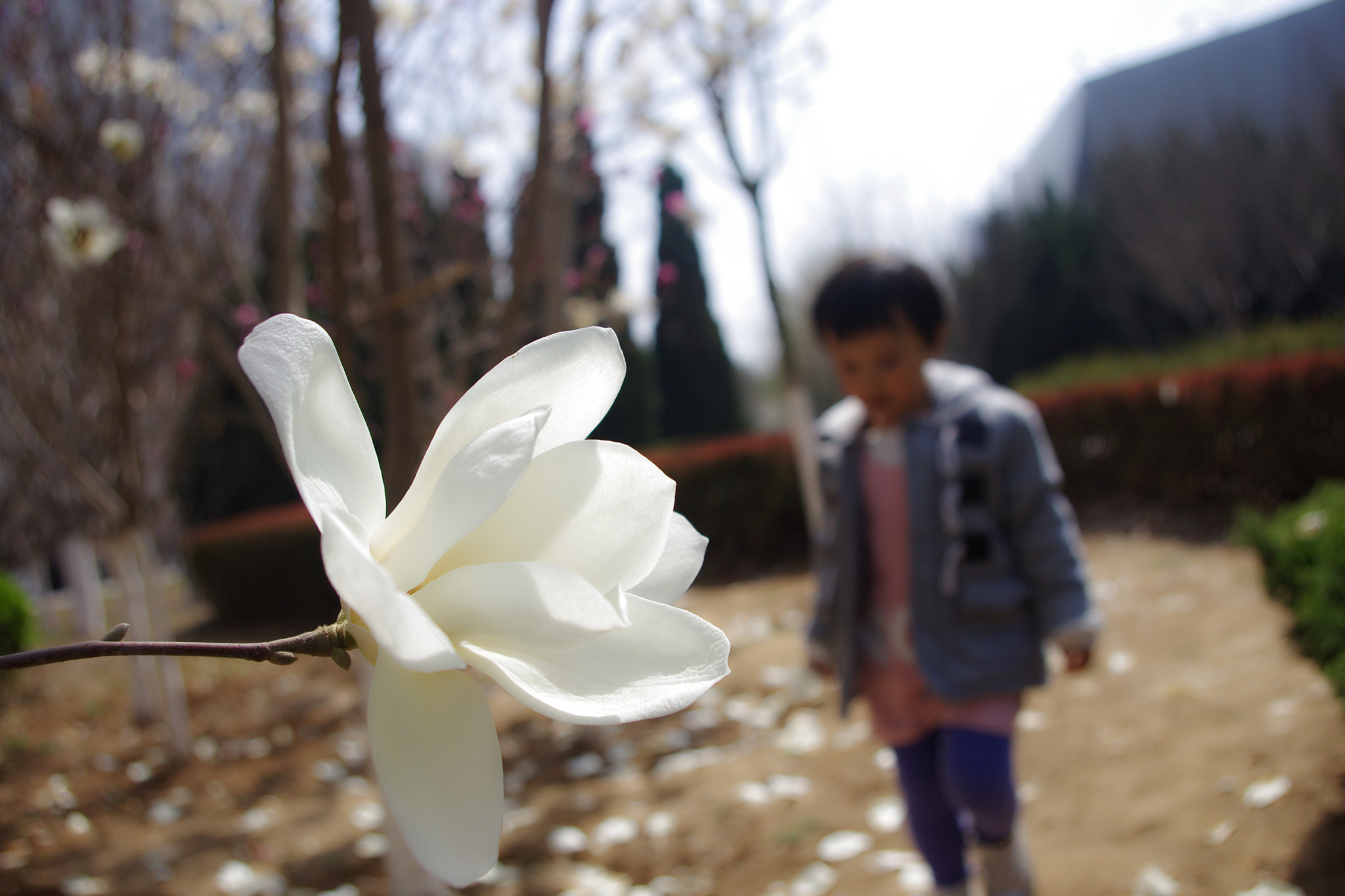 smc PENTAX-DA L 18-55mm F3.5-5.6 sample photo. 玉兰花 photography