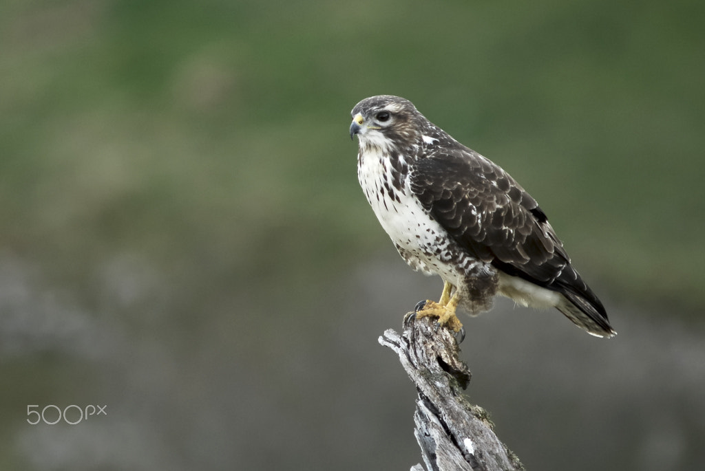 AF Nikkor 300mm f/4 IF-ED sample photo. Ratonero photography