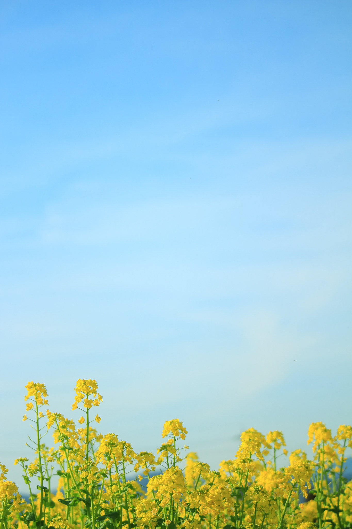 Canon EOS 700D (EOS Rebel T5i / EOS Kiss X7i) sample photo. Field mustard photography