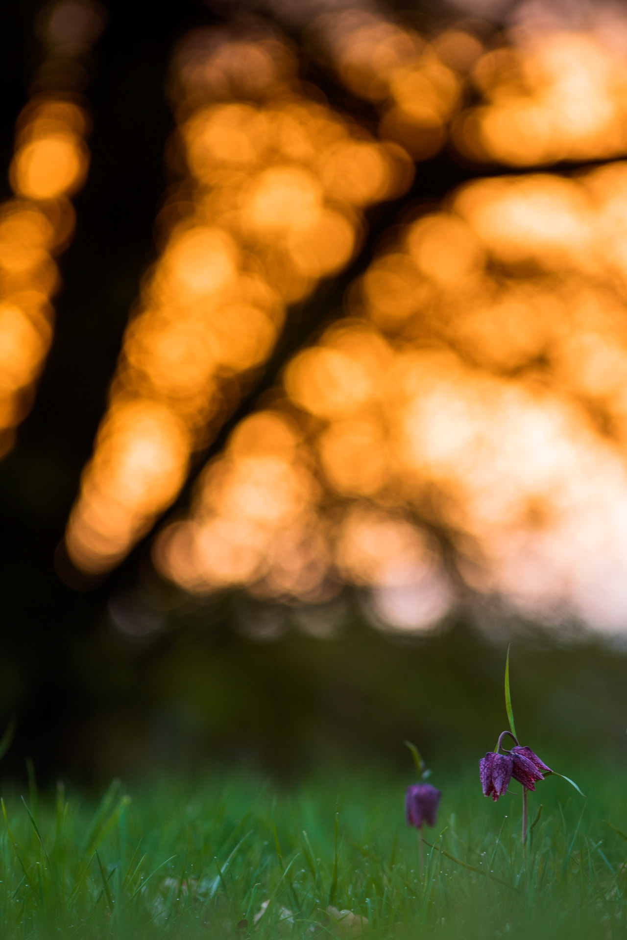 Minolta AF 28-85mm F3.5-4.5 New sample photo. On fire photography