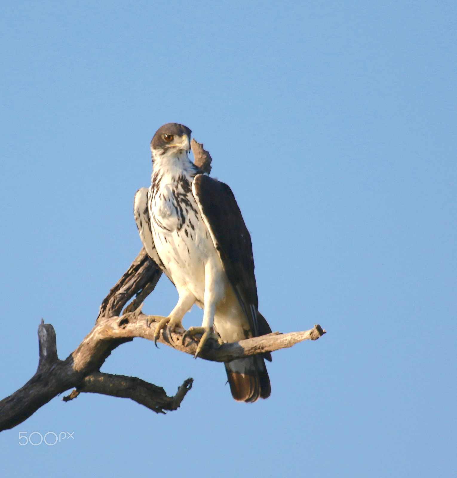 Canon EF 100-400mm F4.5-5.6L IS USM sample photo. Hawk eagle photography