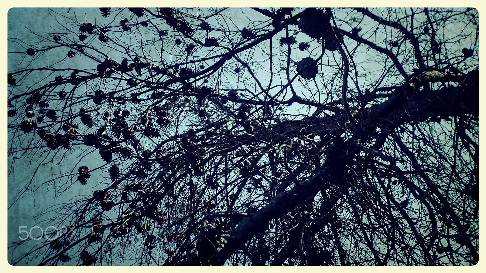 Olympus u760,S760 sample photo. Blue tree ii photography