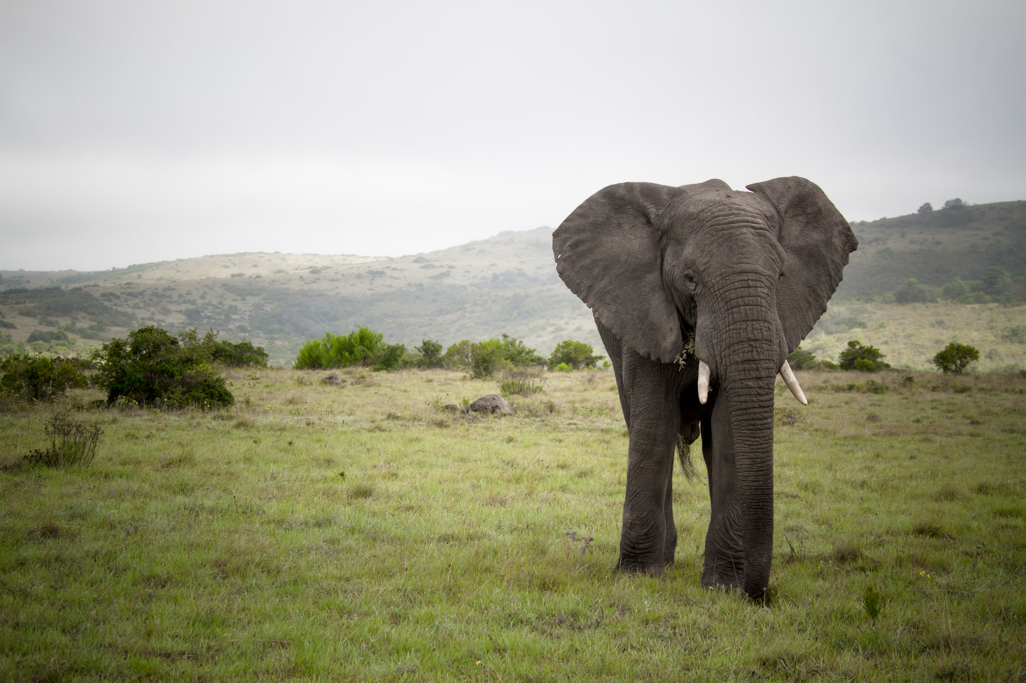 Canon EF 28-300mm F3.5-5.6L IS USM sample photo. Elephant photography