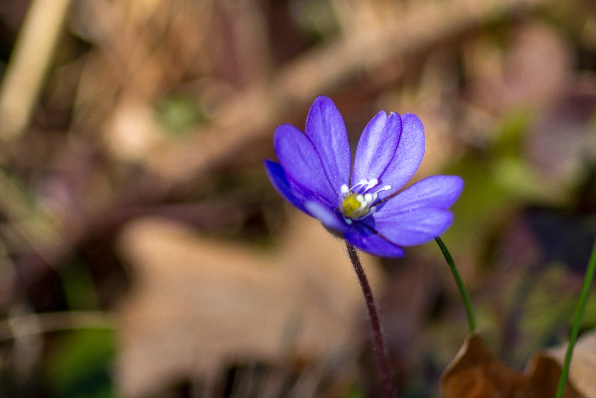Canon EF 100mm F2.8 Macro USM sample photo. Hepatica photography