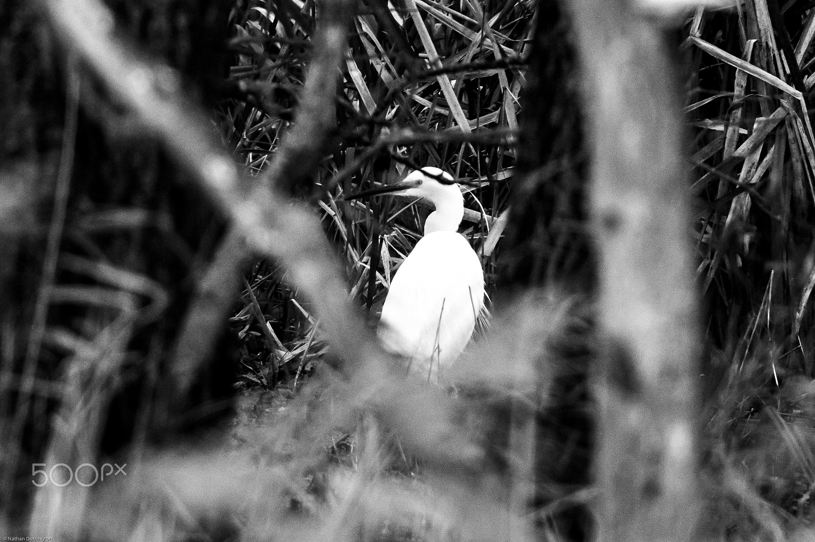 Sigma 150-600mm F5-6.3 DG OS HSM | C sample photo. Little egret photography