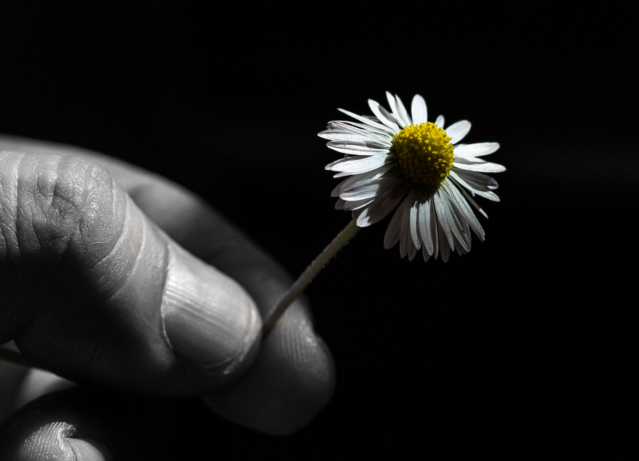 Nikon Df sample photo. Chamomile photography