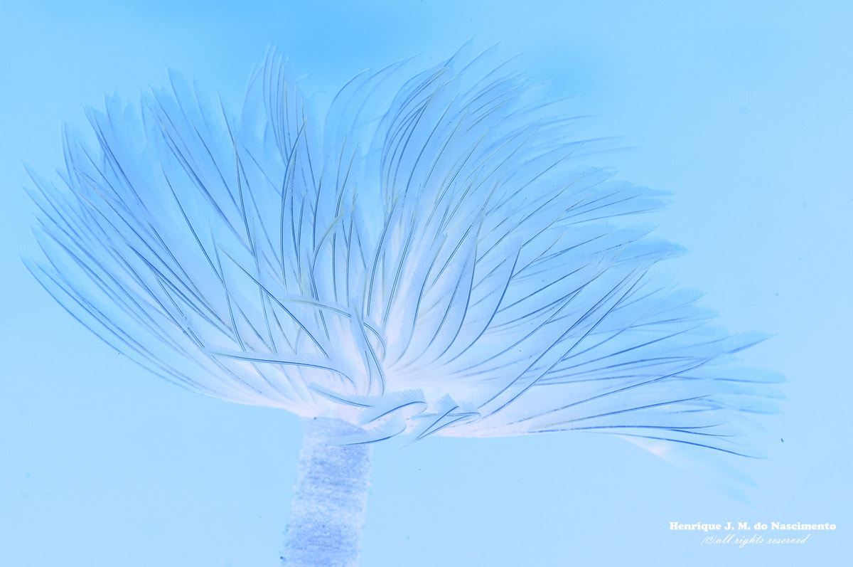 Sigma 105mm F2.8 EX DG OS HSM sample photo. Underwater blue... photography