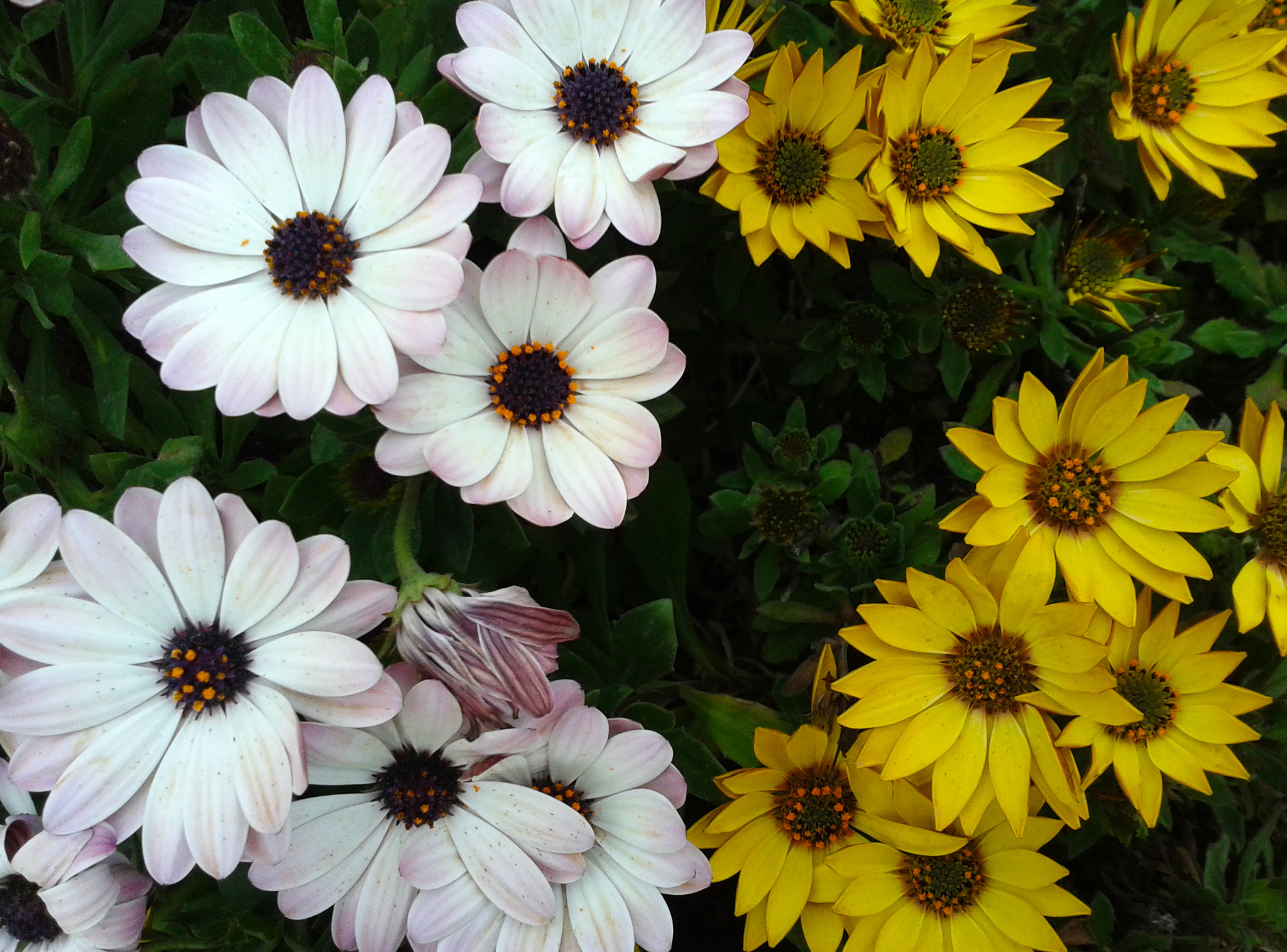 Samsung Galaxy S Advance sample photo. Flowers from bari, italy photography
