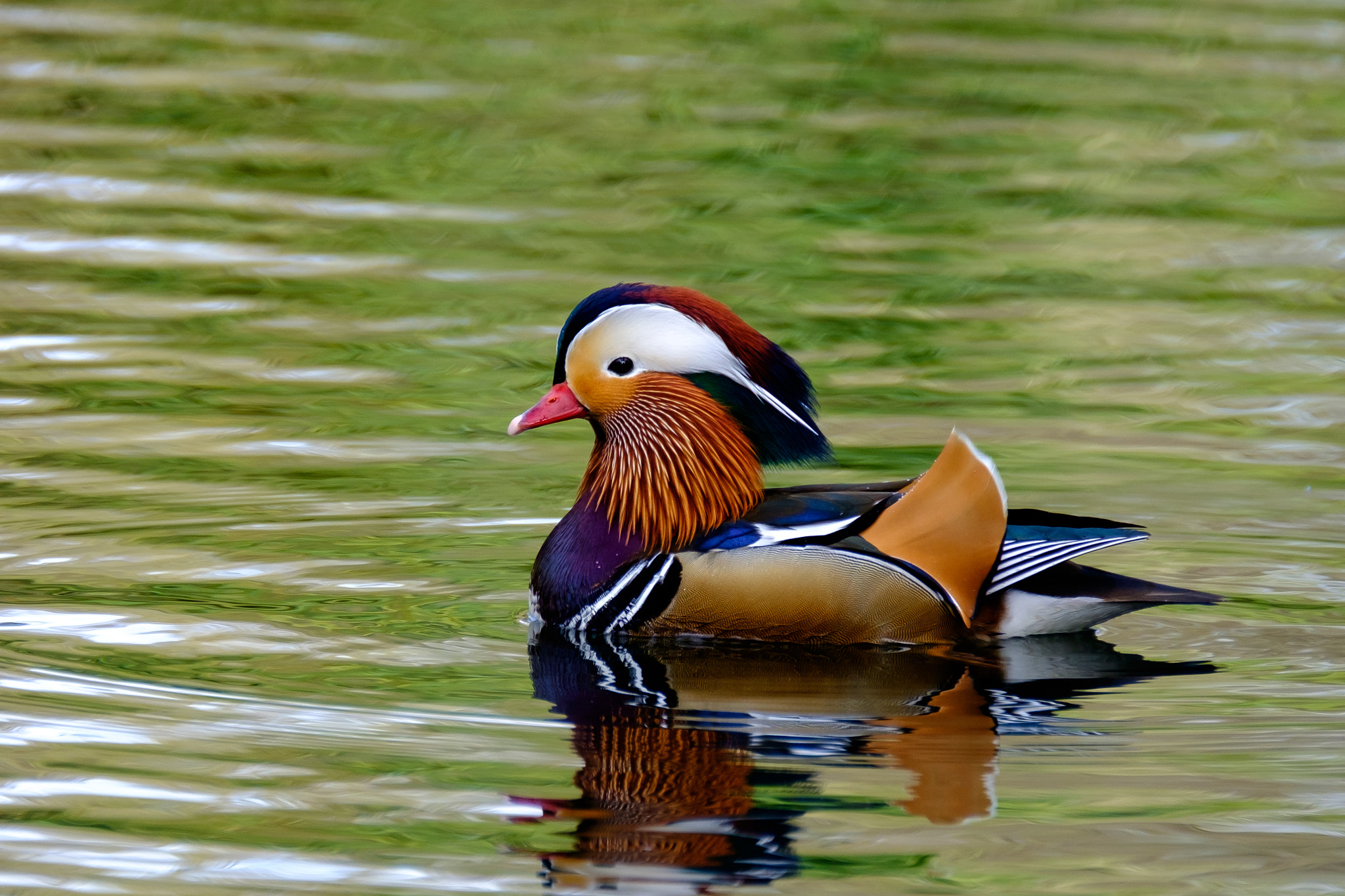 XF100-400mmF4.5-5.6 R LM OIS WR + 1.4x sample photo. Mandarin duck on the pond photography