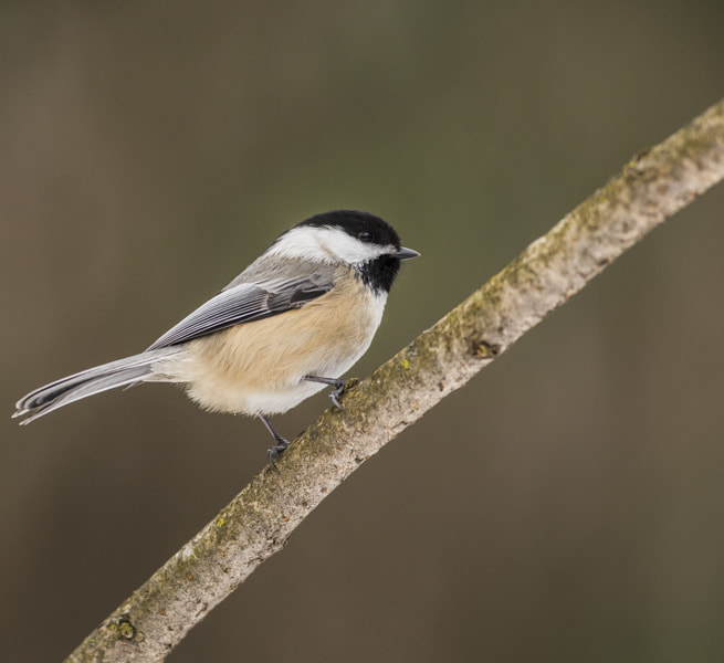 AF-S Nikkor 300mm f/2.8D IF-ED II sample photo. Black-capped chickadee photography