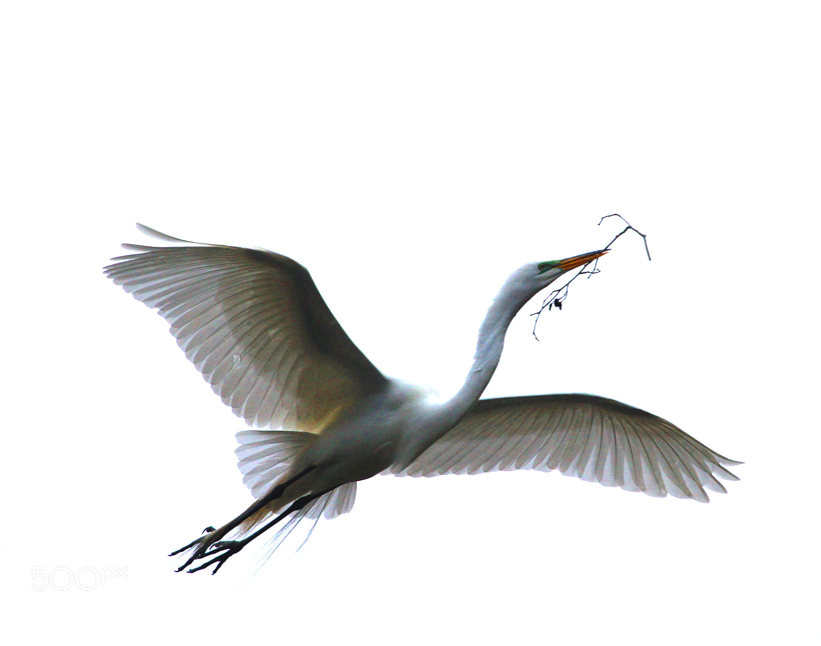 Canon EF 100-400mm F4.5-5.6L IS USM sample photo. Nesting great egret photography