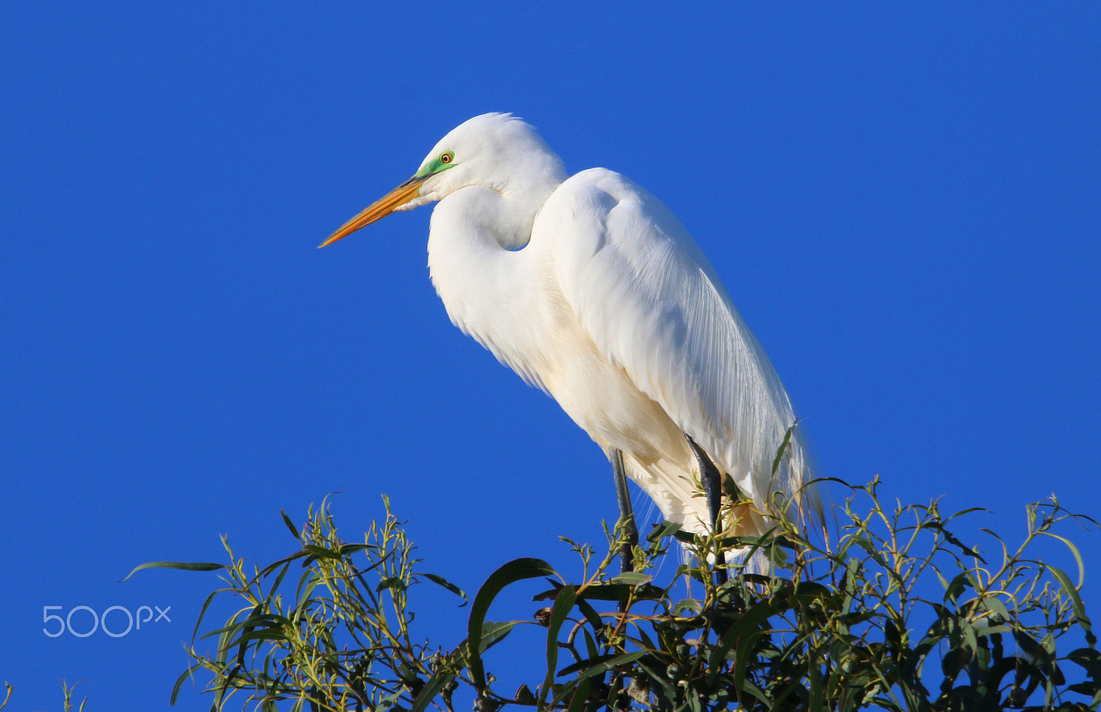 Canon EF 100-400mm F4.5-5.6L IS USM sample photo. Nesting great egret photography